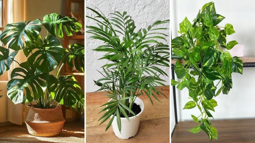 Essas 7 plantas absorvem calor e são perfeitas para o verão