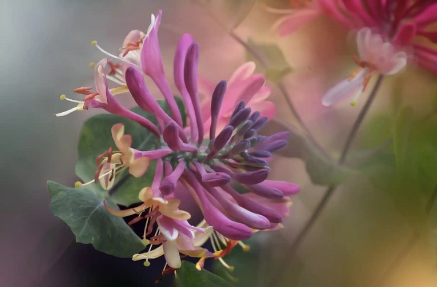 8 flores super perfumadas para você cultivar em casa